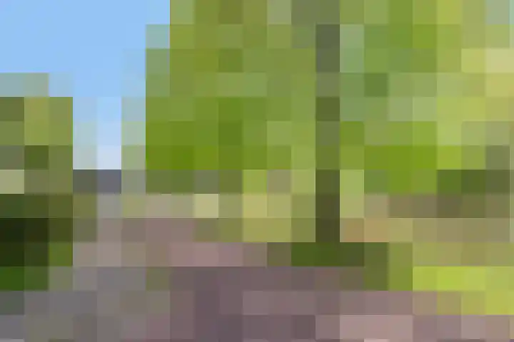 Duinakker 43 Roden thumbnail 71