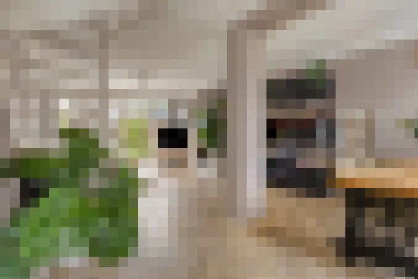 Duindoorn 25 Rotterdam thumbnail 17