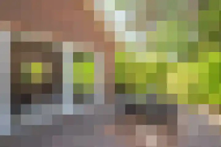 Duindoornlaan 16 Bentveld thumbnail 12