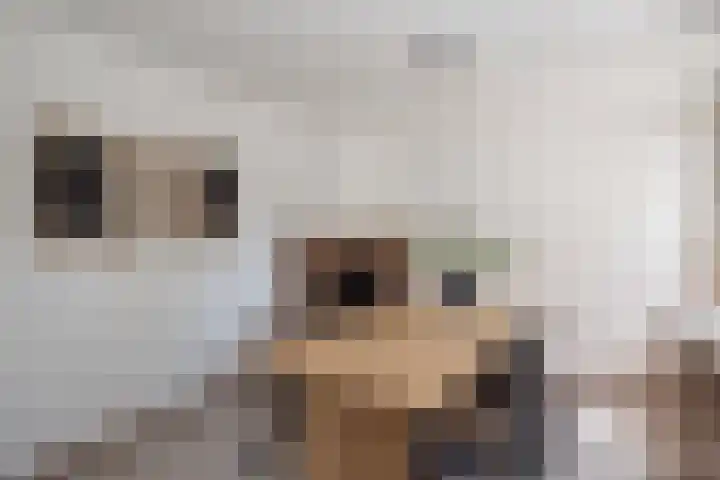 Duindoornlaan 16 Bentveld thumbnail 22