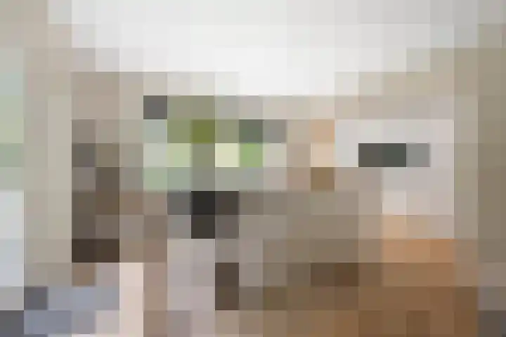 Duindoornlaan 6 Bentveld thumbnail 14