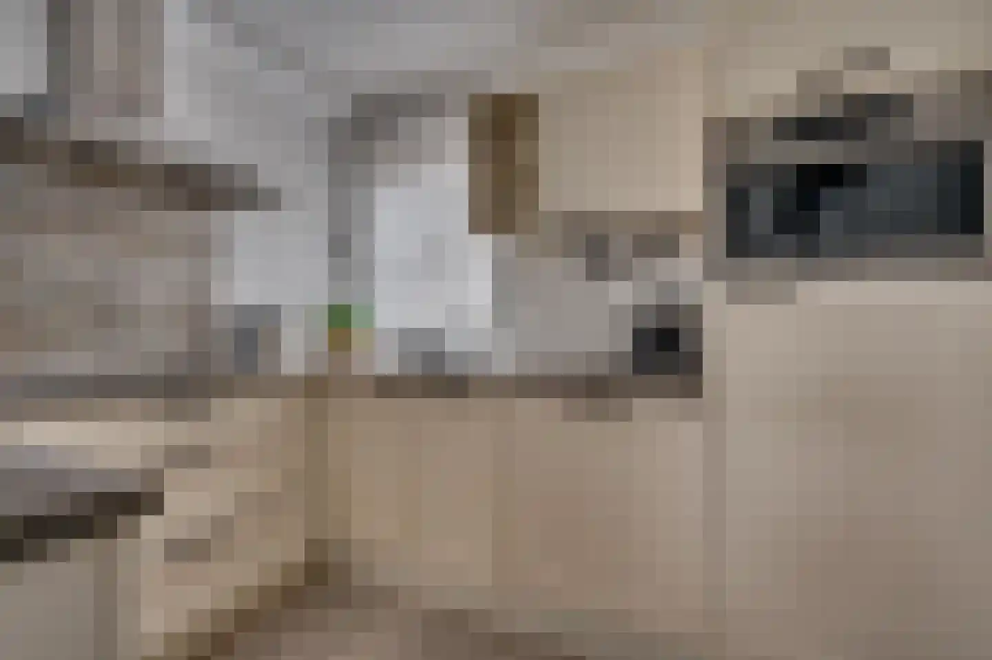 Duindoornstraat 49 Venlo thumbnail 7
