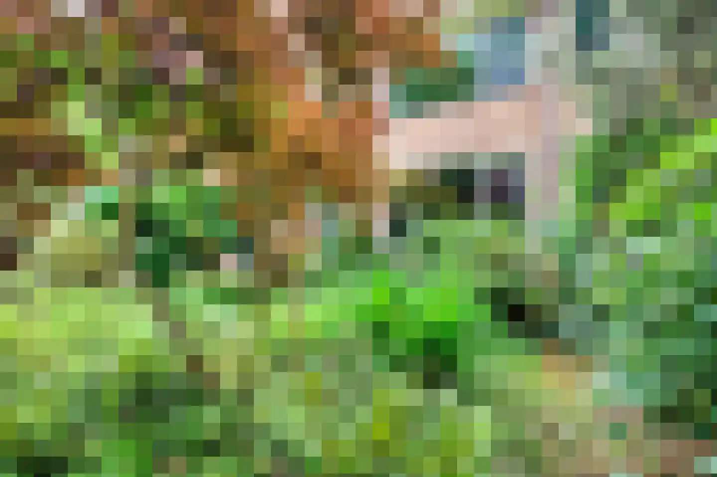 Duindoornweg 6 Schoorl thumbnail 4