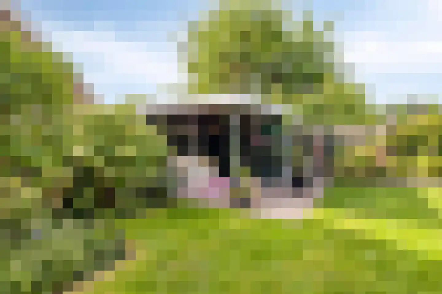 Duinenberg 19 Beegden thumbnail 47