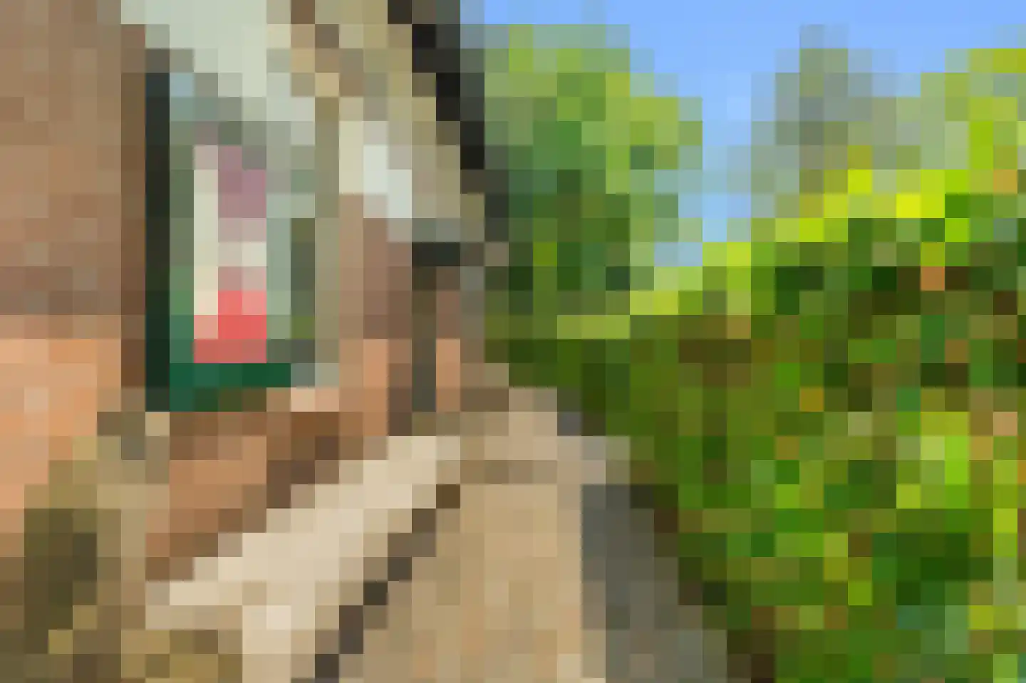 Duinenboschweg 5 Castricum thumbnail 44