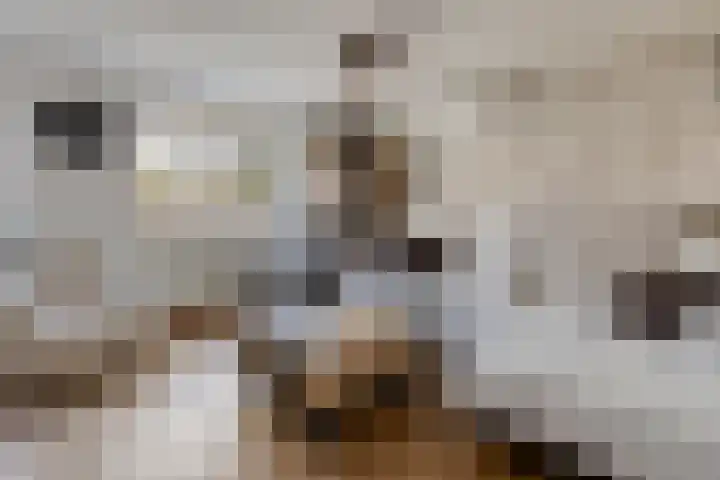 Duinhof 13 Made thumbnail 6