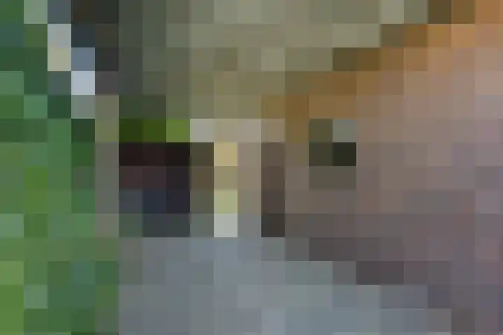 Duinkampen 1 Paterswolde thumbnail 6