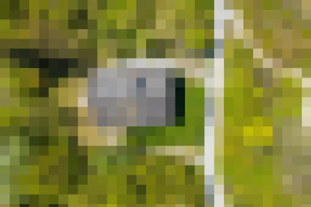 Duinkersoord 94 A Vlieland thumbnail 50