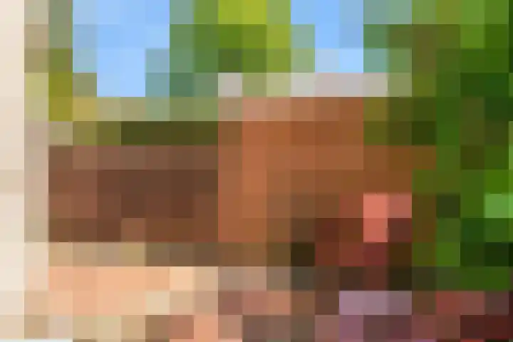 Duinpad 2 a Castricum thumbnail 30
