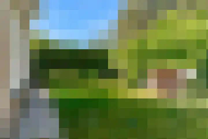 Duinpad 2 a Castricum thumbnail 32