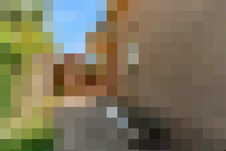 Duinpad 2 a Castricum thumbnail 6