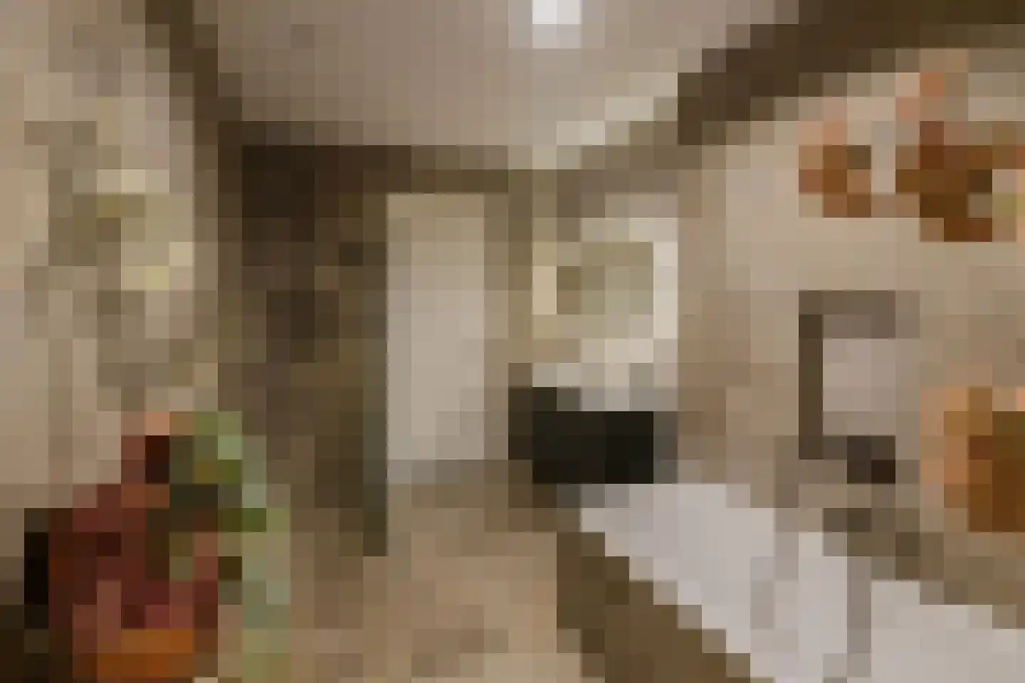 Duinpad 25 Zwaanshoek thumbnail 38