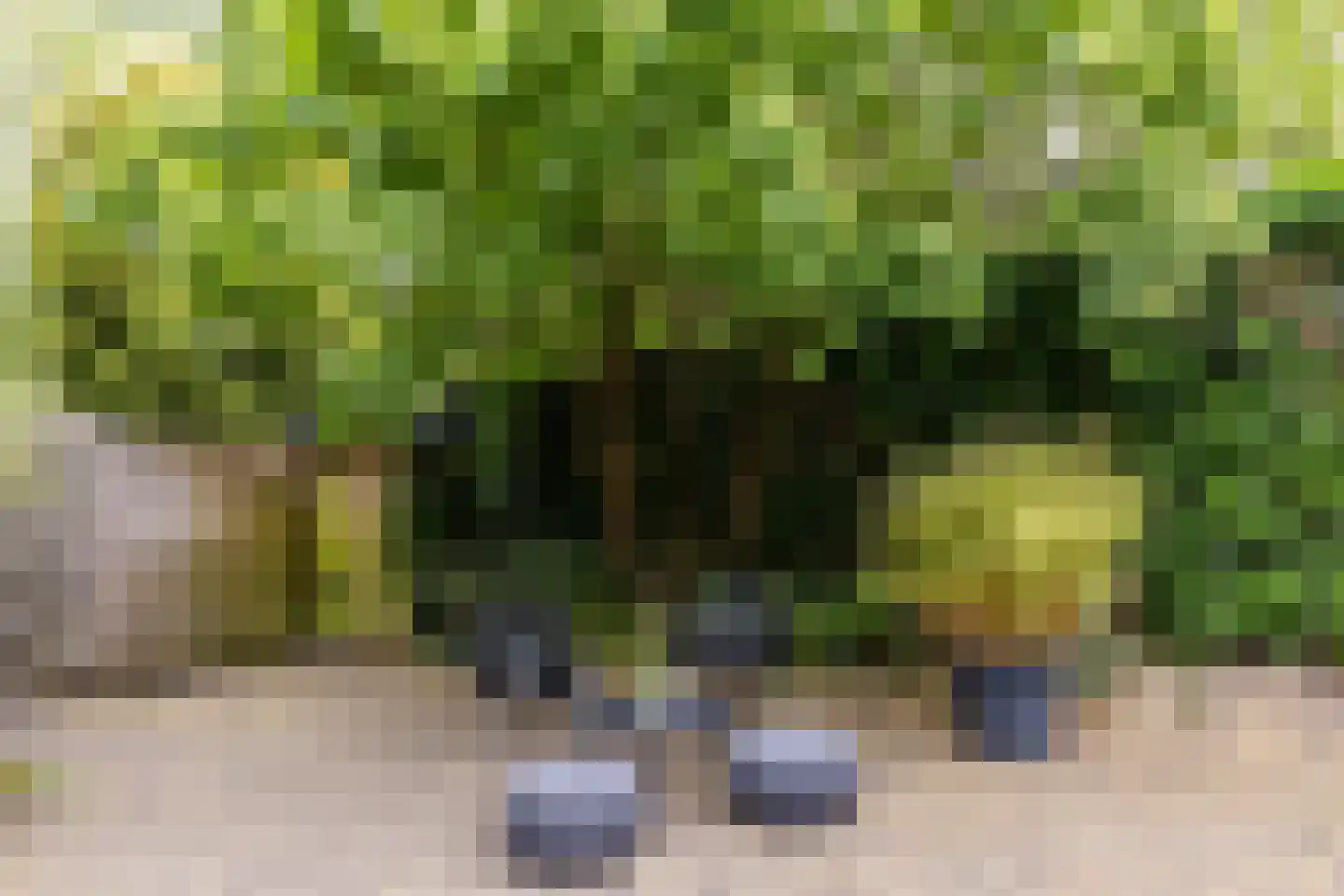 Duinrand 4 Rockanje thumbnail 32