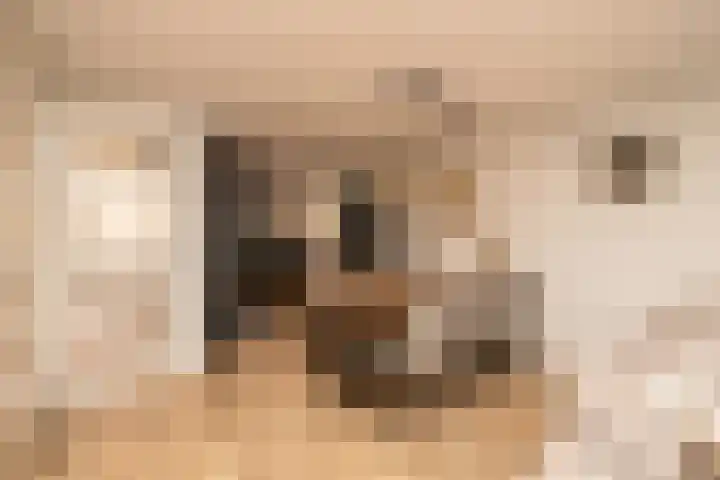 Duinrel 14 Poeldijk thumbnail 12