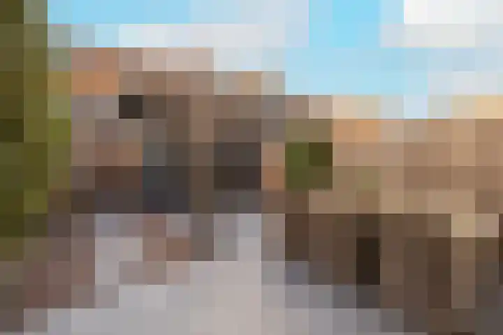 Duinrel 14 Poeldijk thumbnail 39