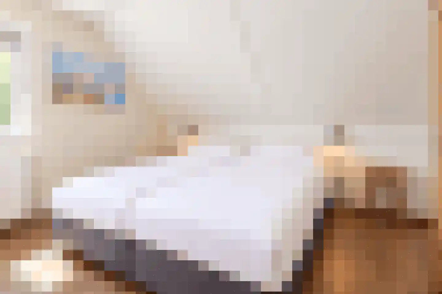 Duinroos 1 Cadzand thumbnail 24