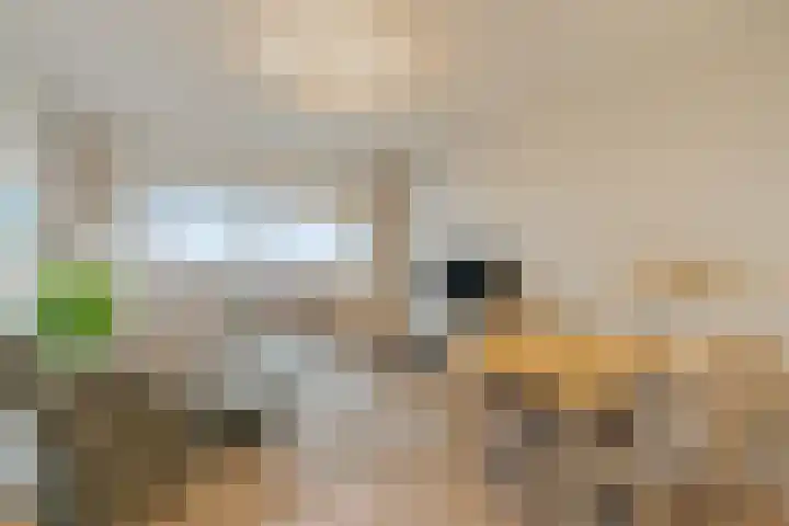 Duinroos 37 Noordwijk thumbnail 6