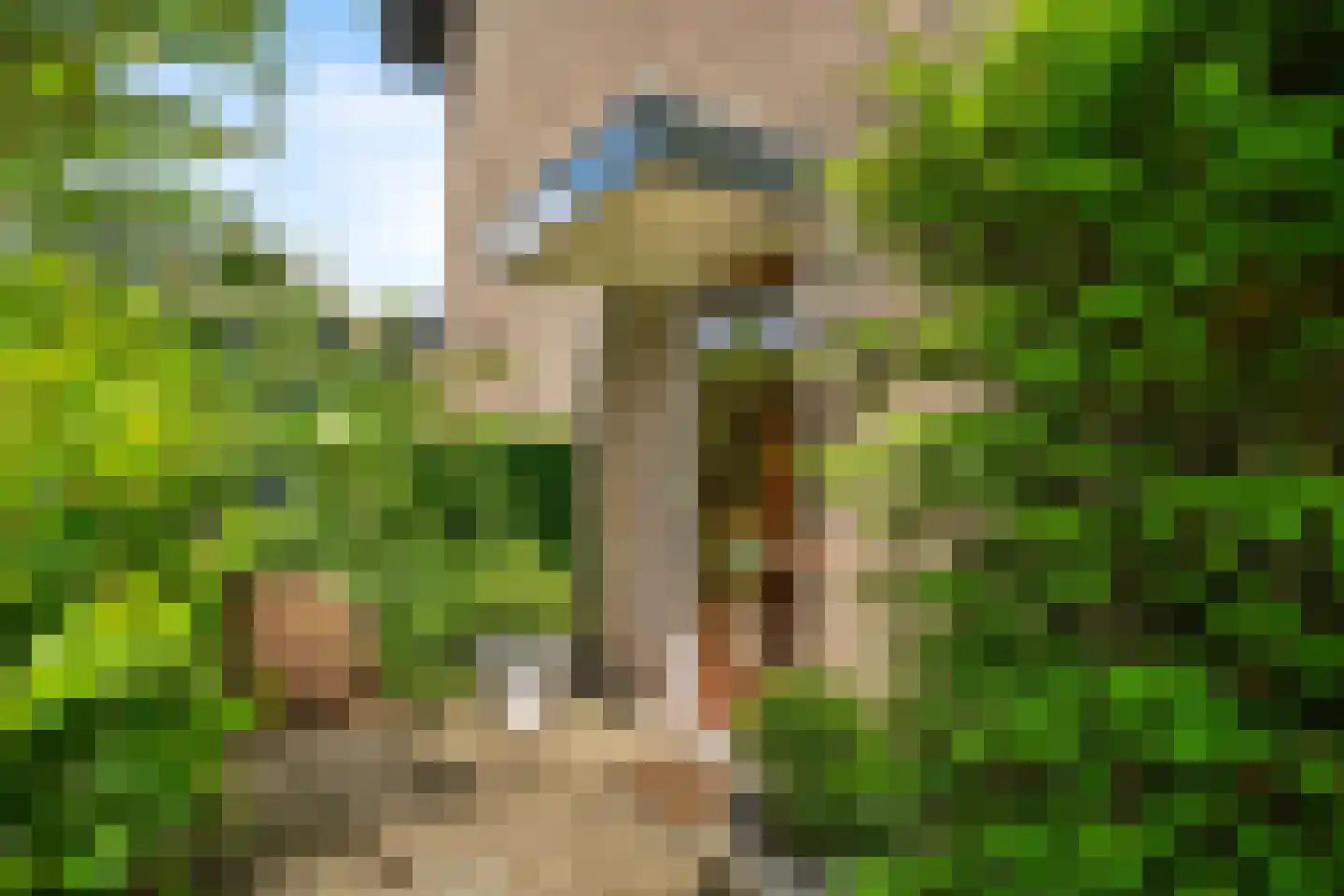Duinroos 4 Leusden thumbnail 31