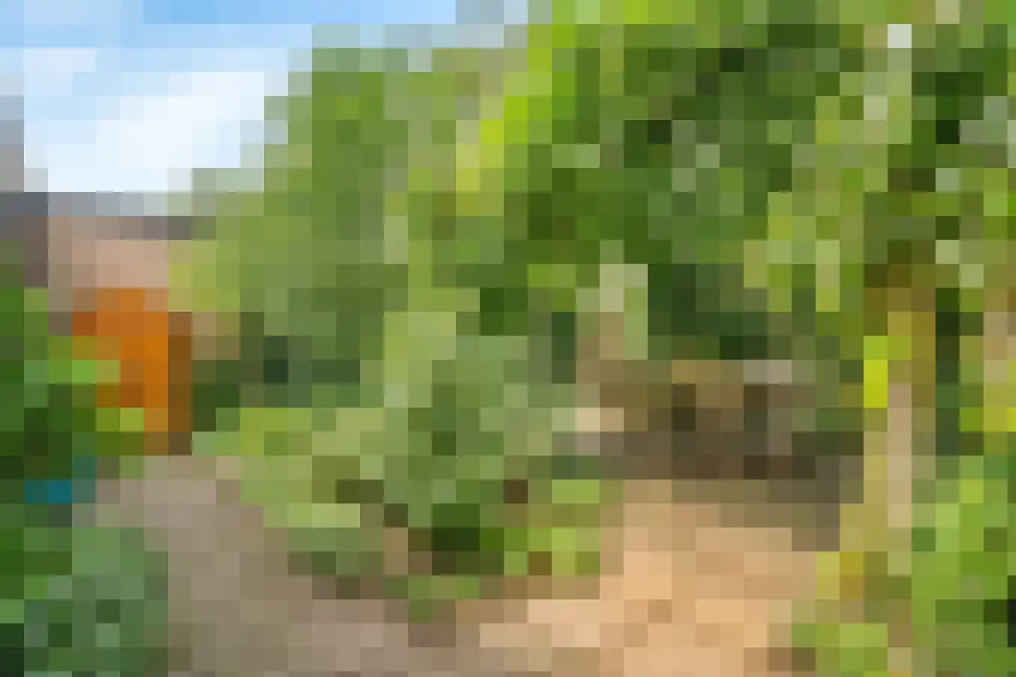 Duinroos 4 Leusden thumbnail 50
