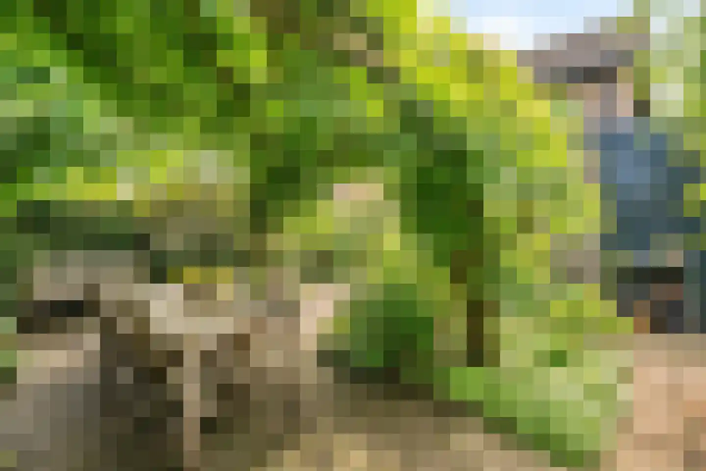 Duinroos 4 Leusden thumbnail 51