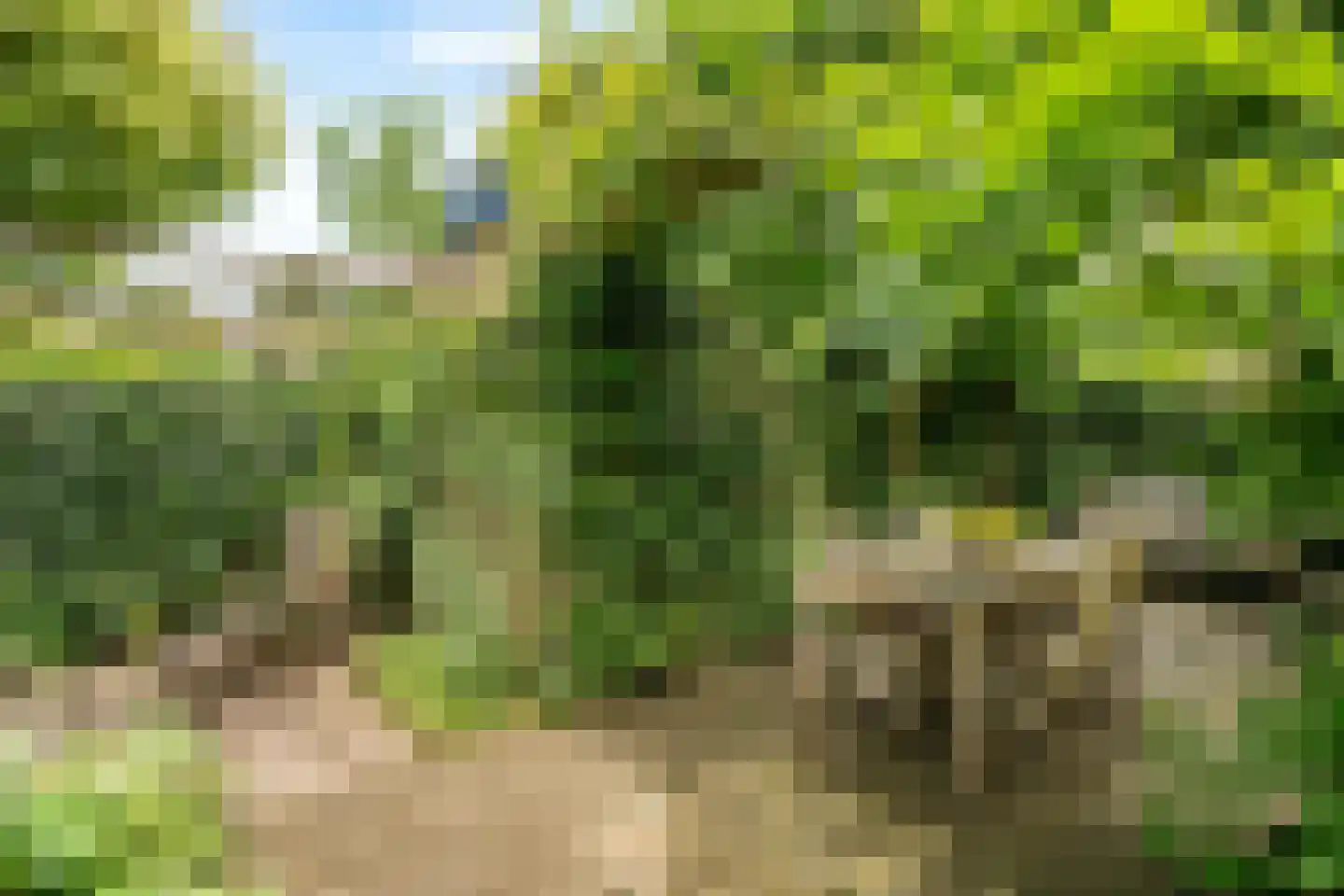 Duinroos 4 Leusden thumbnail 52