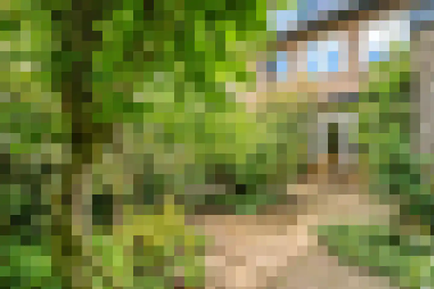Duinroos 4 Leusden thumbnail 53