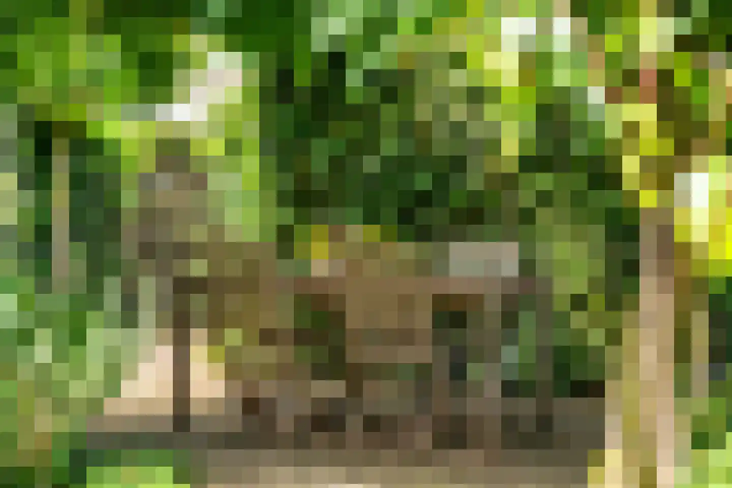 Duinroos 4 Leusden thumbnail 55