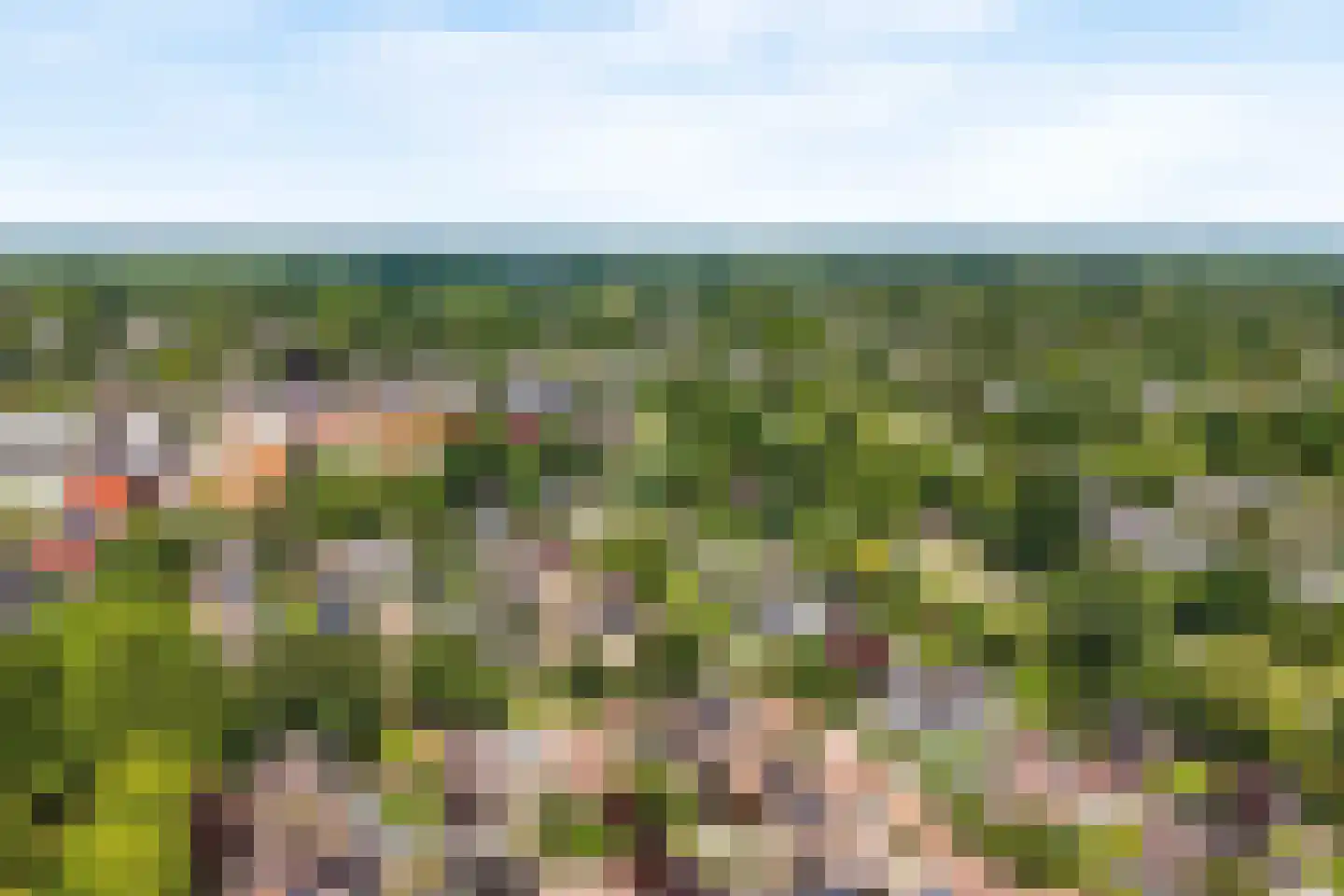 Duinroos 4 Leusden thumbnail 60