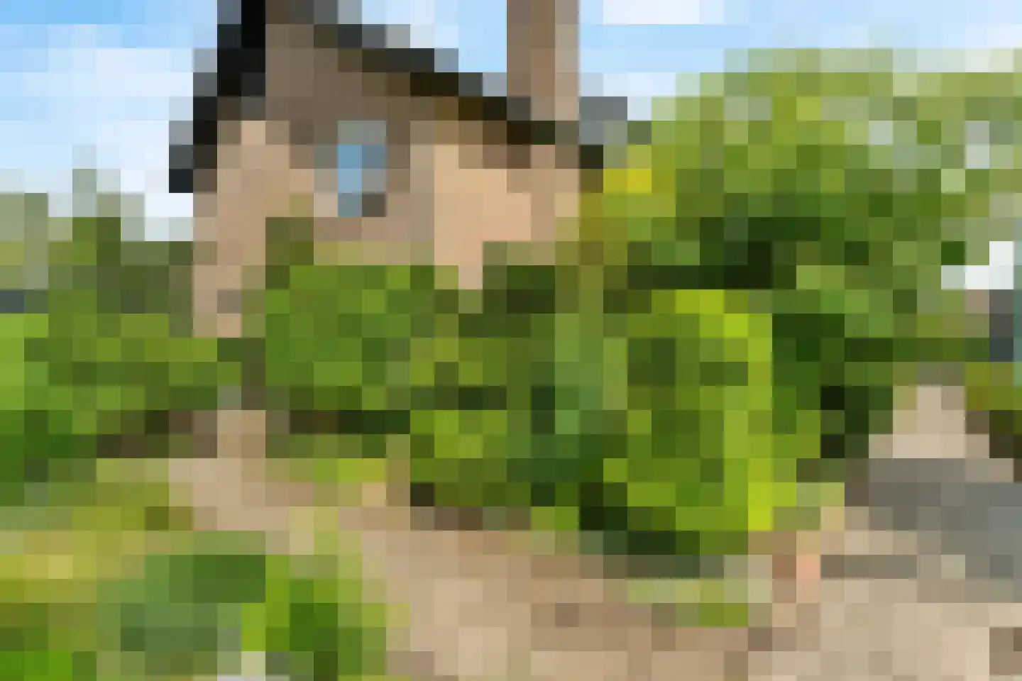Duinroos 4 Leusden thumbnail 7