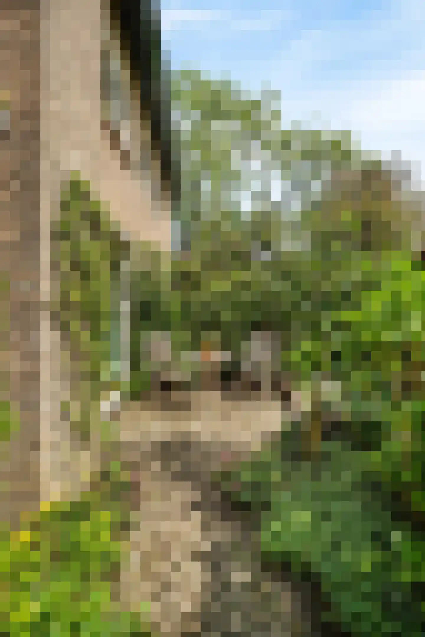 Duinroos 4 Leusden thumbnail 8