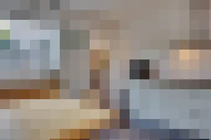 Duinroos 9 Leusden thumbnail 12
