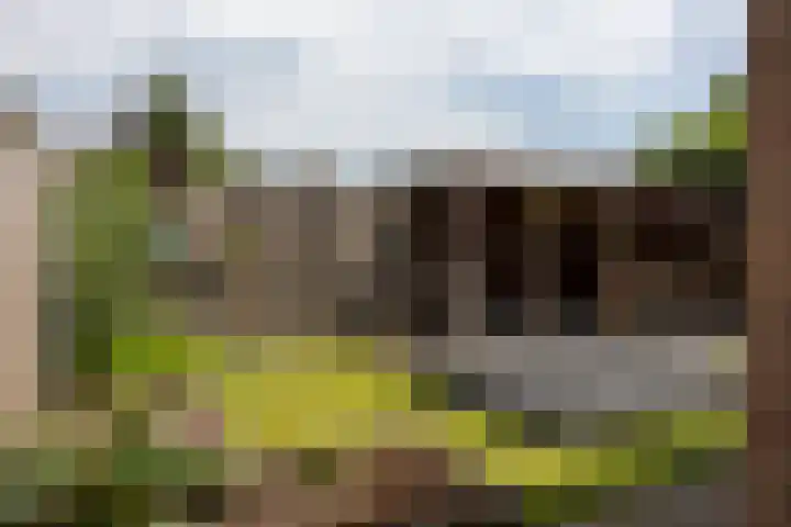 Duinroos 9 Leusden thumbnail 30