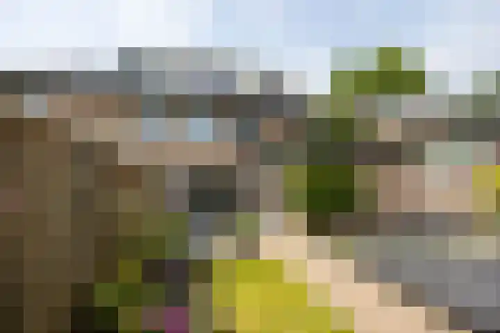 Duinroos 9 Leusden thumbnail 34