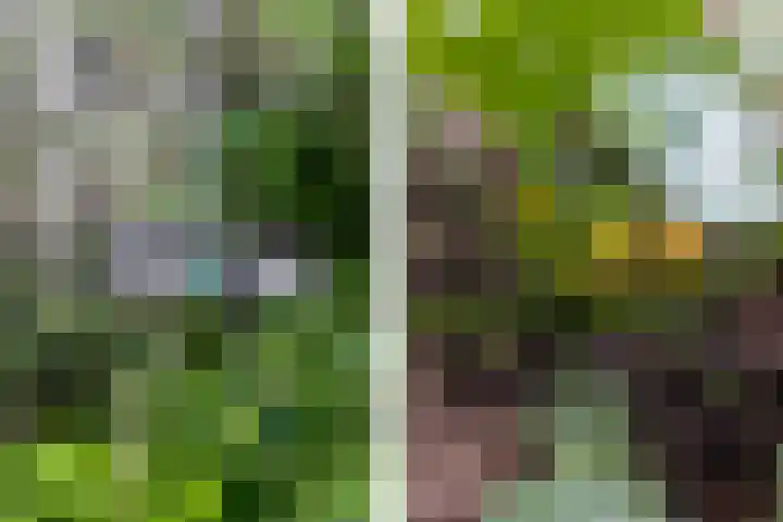 Duinroos 9 Leusden thumbnail 37