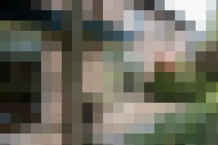 Duinroos 9 Leusden thumbnail 38