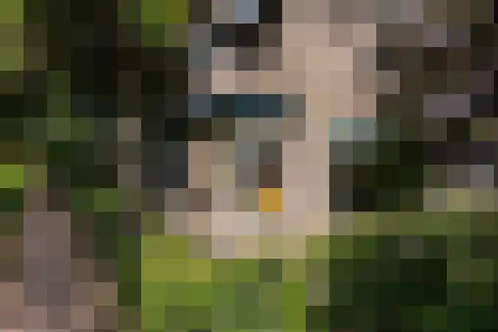 Duinroos 9 Leusden thumbnail 39
