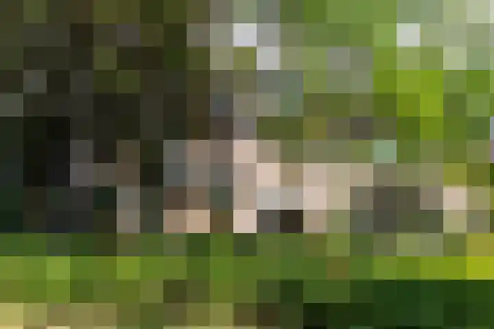 Duinroos 9 Leusden thumbnail 40