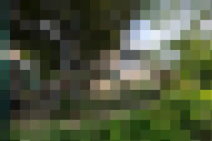 Duinroos 9 Leusden thumbnail 42