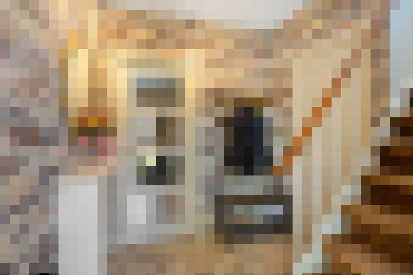 Duinroosstraat 37 Den Helder thumbnail 6