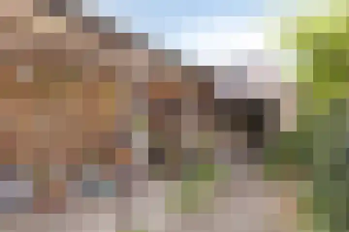 Duinroosstraat 40 Bakel thumbnail 34