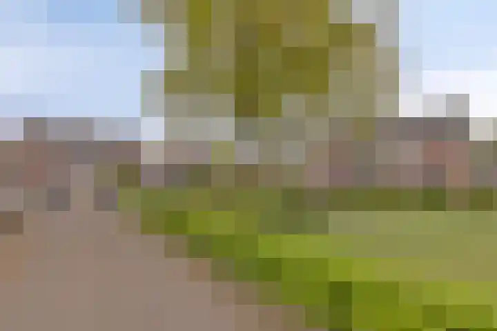 Duinroosstraat 40 Bakel thumbnail 36