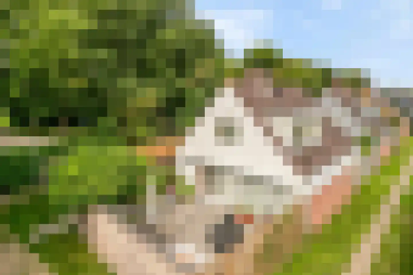 Duinschooten 12 064 Noordwijkerhout thumbnail 4