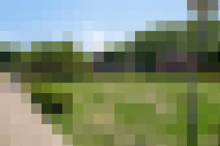 Duinschooten 12 098 Noordwijkerhout thumbnail 41