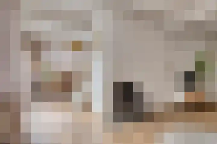 Duinschooten 12 099 Noordwijkerhout thumbnail 10