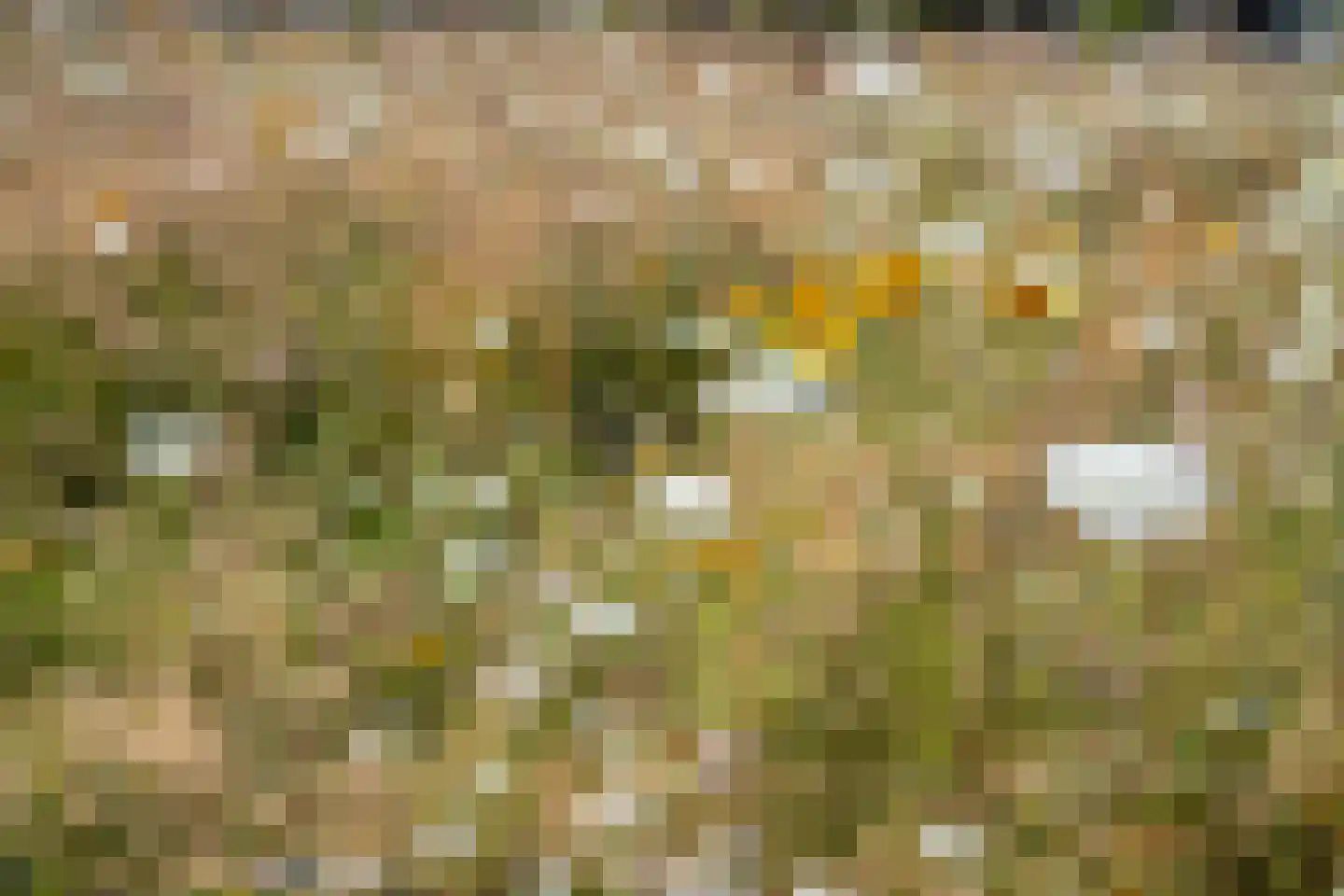 Duinschooten 12 199 Noordwijkerhout thumbnail 33