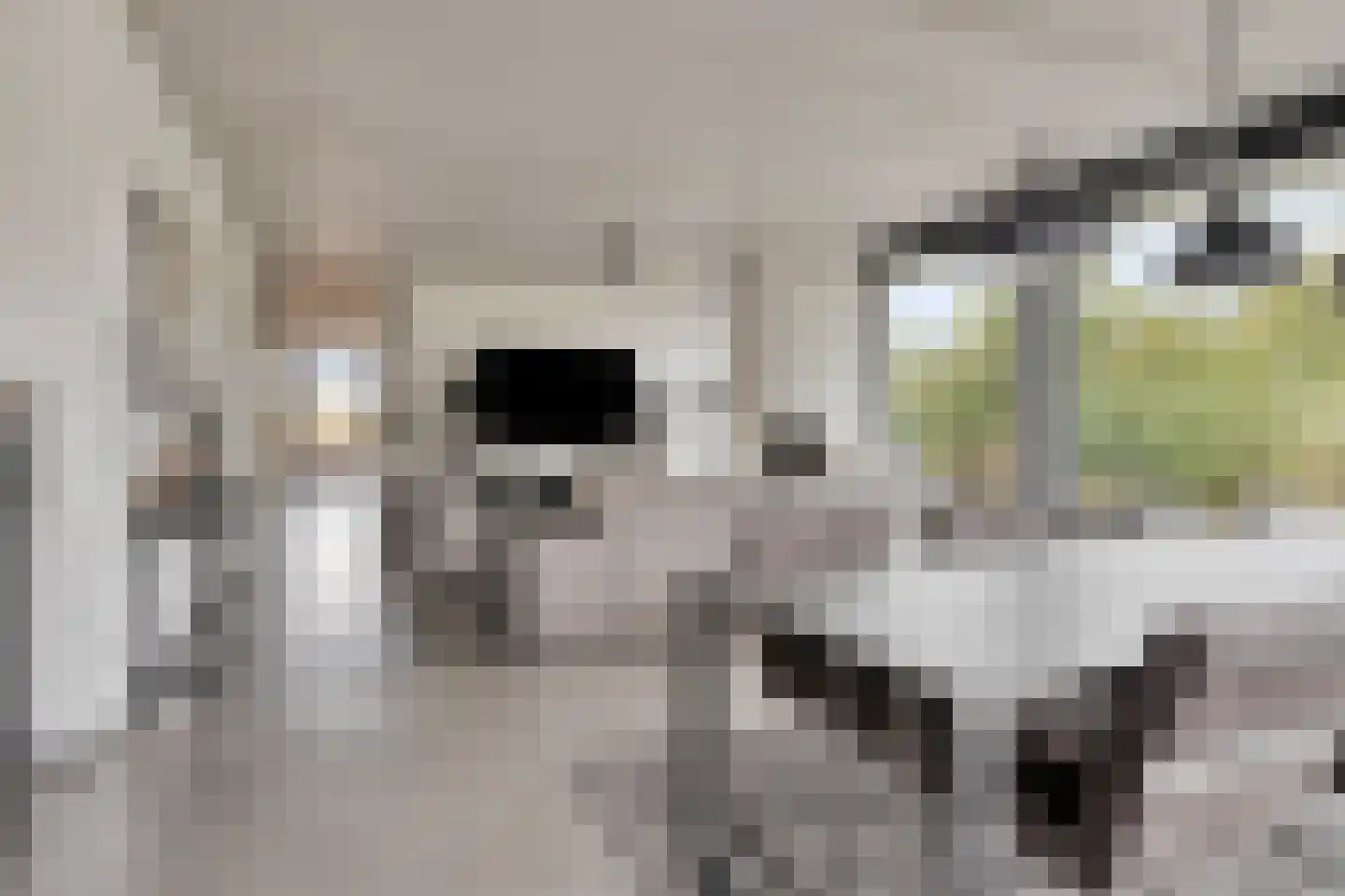 Duinvallei 15 Kamperland thumbnail 7