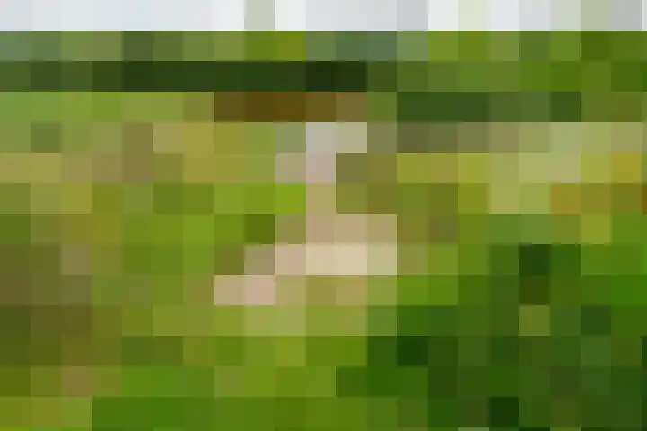 Duinvallei 16 Kamperland thumbnail 16