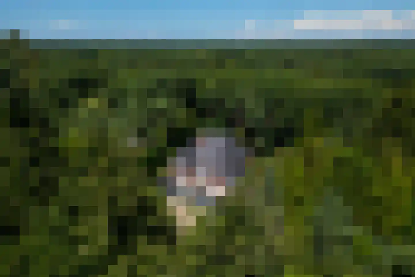 Duinweg 11 Bosch en Duin thumbnail 5