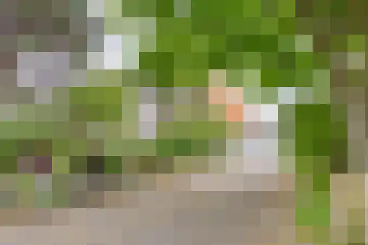 Duinweg 24 Huisduinen thumbnail 55