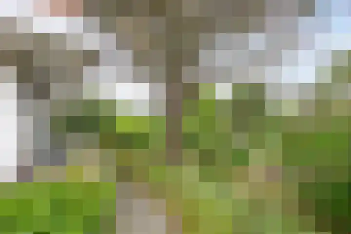 Duinweg 24 Huisduinen thumbnail 56